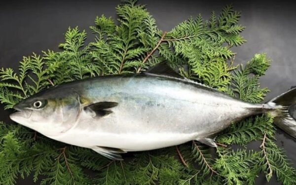 日本新鮮油甘魚HAMACHI WHOLE FRESH (400g)