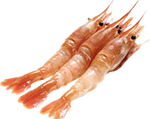 牡丹蝦 全隻 BOTAN EBI JUMBO WHOLE ( 1pc)