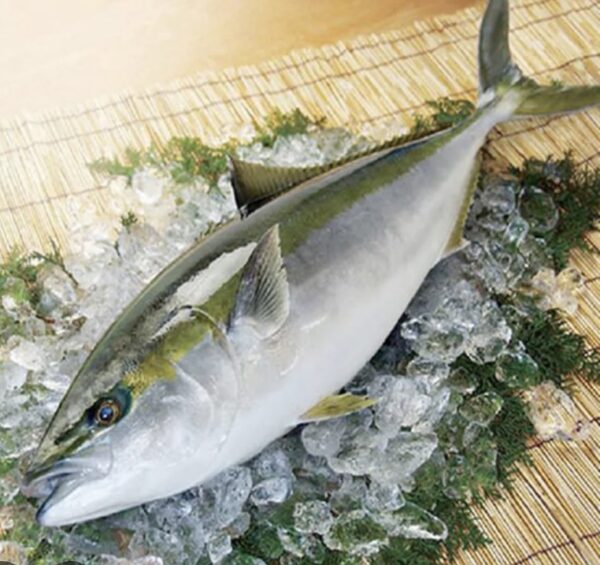 日本新鮮油甘魚半條（連皮）HAMACHI WHOLE FRESH